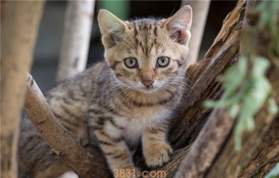 频繁给猫洗澡会怎样 一个月洗一次澡就够了(图2)