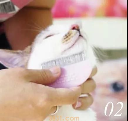 猫下巴怎么搽干净 搽毛下巴有方法!(图2)