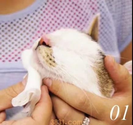 猫下巴怎么搽干净 搽毛下巴有方法!(图1)