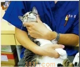 猫鼻子有鼻屎怎么办 你需要认真清理!(图1)