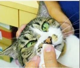 猫鼻子有鼻屎怎么办 你需要认真清理!(图2)