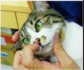 猫鼻子有鼻屎怎么办 你需要认真清理!(图3)