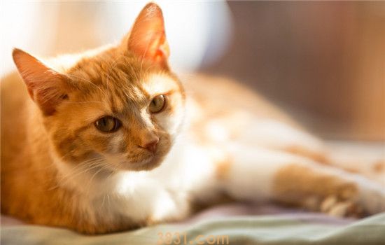 贫血有几种类型 猫咪贫血的症状是什么样(图1)