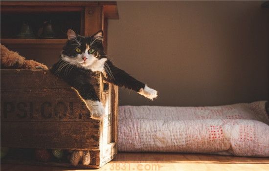 贫血有几种类型 猫咪贫血的症状是什么样(图2)