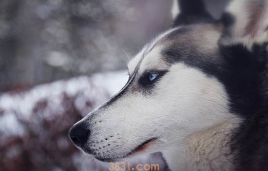 哈士奇是哪里的雪橇犬 哈士奇是哪里的狗(图1)