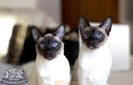 猫咪掉毛严重的怎么处理 猫咪掉毛的原因(图3)