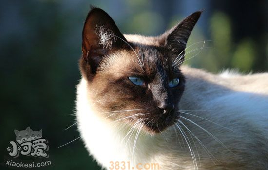 猫咪口腔清洁 猫咪牙齿问题很重要(图1)