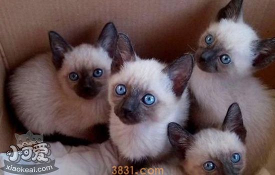 猫咪口腔清洁 猫咪牙齿问题很重要(图2)