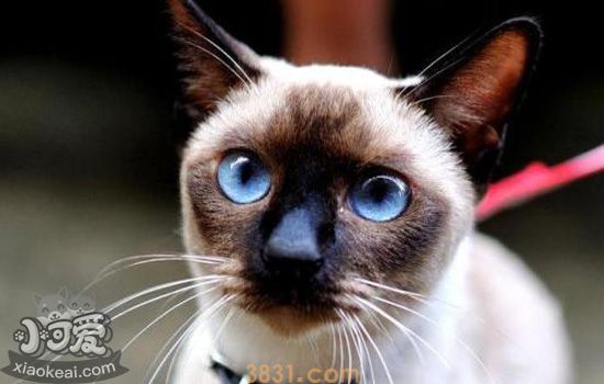 猫咪口腔清洁 猫咪牙齿问题很重要(图3)