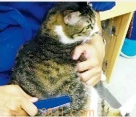 给猫梳毛哪种梳子好 梳毛工具要对 方法也要对(图4)