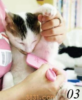 给猫梳毛哪种梳子好 梳毛工具要对 方法也要对(图3)
