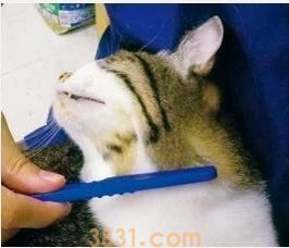 给猫梳毛哪种梳子好 梳毛工具要对 方法也要对(图5)