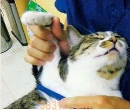 给猫梳毛哪种梳子好 梳毛工具要对 方法也要对(图7)