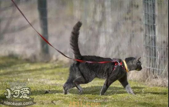 猫要不要带出去溜 遛猫对猫好不好(图2)