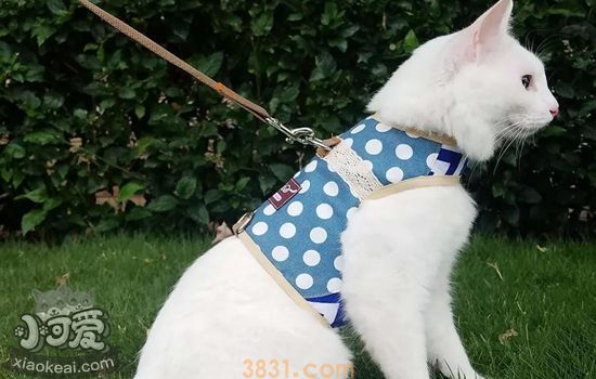 猫要不要带出去溜 遛猫对猫好不好(图3)