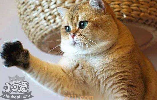 猫要不要带出去溜 遛猫对猫好不好(图4)