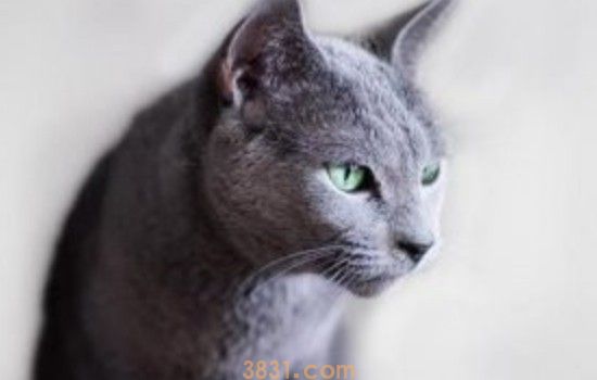 七个月公猫食欲不好怎么办 公猫食欲不好需要从根本调理(图1)