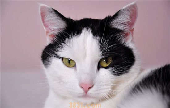 猫咪不叫是怎么回事 猫咪是不想叫还是叫不出(图1)