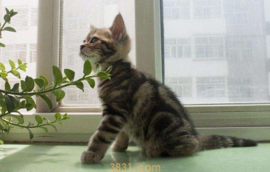 猫咪突然爱叫啥原因 这几点主人要注意哦(图2)