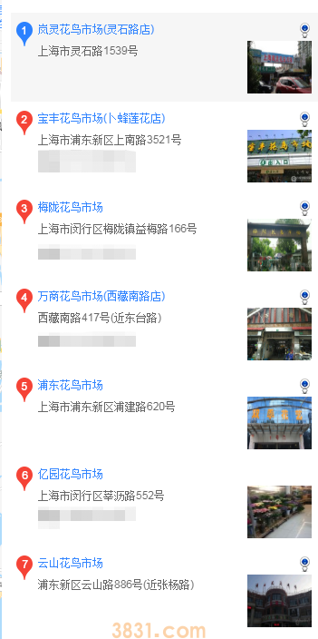 上海怎么买吉娃娃(图1)