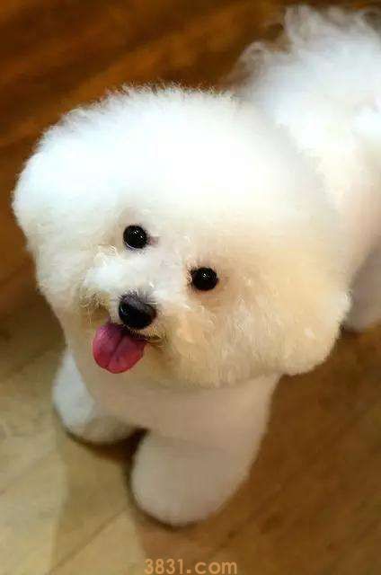 纯种比熊犬多少钱一只 纯种比熊犬一般多少钱(图1)