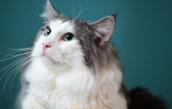 猫咪下崽后不吃饭怎么办 都下崽了不吃饭哪可以啊!(图1)
