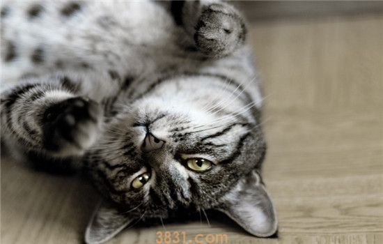 猫为什么会咕噜咕噜叫 猫咪撒娇的时候会咕噜叫(图1)