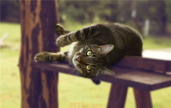 猫为什么会咕噜咕噜叫 猫咪撒娇的时候会咕噜叫(图2)