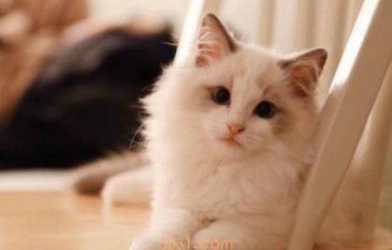 猫拉稀像水一样怎么办 猫都拉水了你还不注意护理吗?(图1)