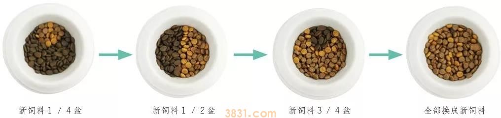 换猫粮怎么过渡 过渡要掌握正确方法(图1)