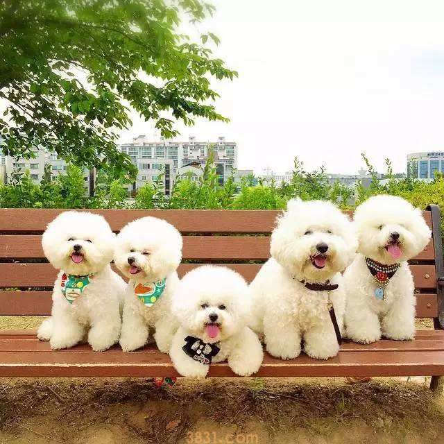 卷毛比熊犬多少钱 卷毛比熊犬多少钱一只(图1)