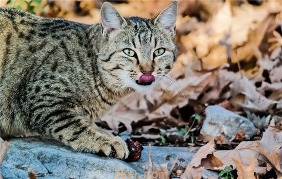 猫体外驱虫后老是挠 是虫子没有驱干净吗(图1)