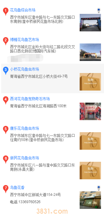 西宁在哪里买吉娃娃(图1)