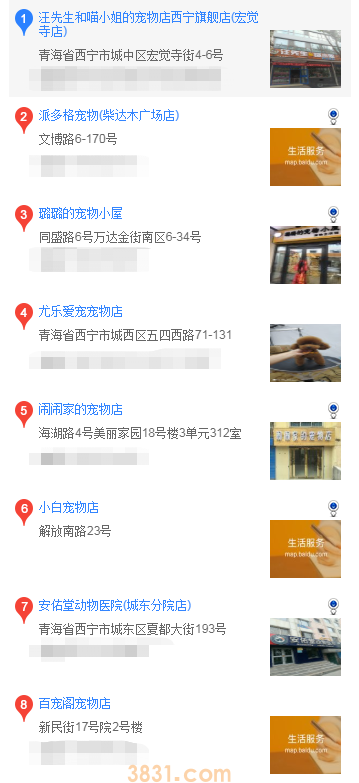 西宁在哪里买吉娃娃(图2)