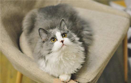 猫为什么跟着上厕所 你家的猫咪会在门口等你吗(图2)