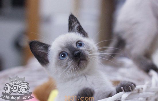 猫免疫缺陷性病毒 猫免疫缺陷的主要传播途径(图5)