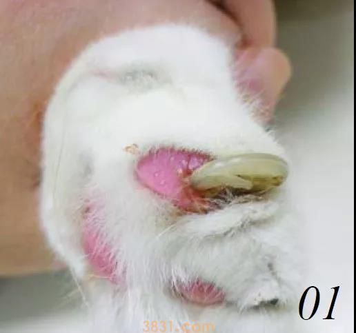 怎么给猫剪指甲不让它反抗 工具和方法你得选到位(图1)