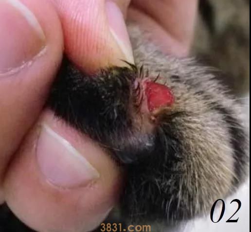 怎么给猫剪指甲不让它反抗 工具和方法你得选到位(图2)