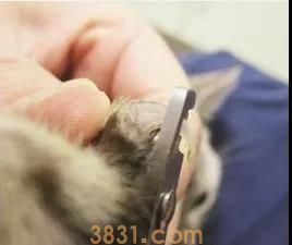 怎么给猫剪指甲不让它反抗 工具和方法你得选到位(图7)