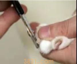 怎么给猫剪指甲不让它反抗 工具和方法你得选到位(图6)