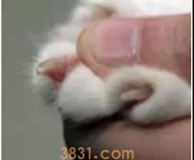 怎么给猫剪指甲不让它反抗 工具和方法你得选到位(图8)