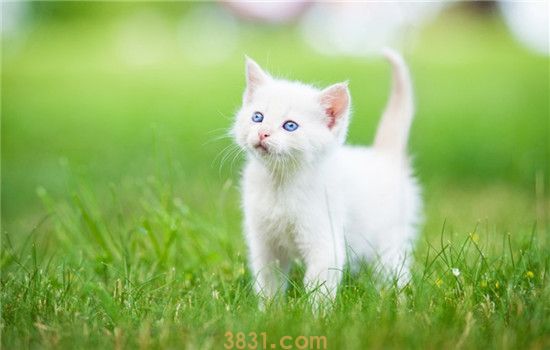 猫不停叫是什么意思 主人一定不能掉以轻心(图1)