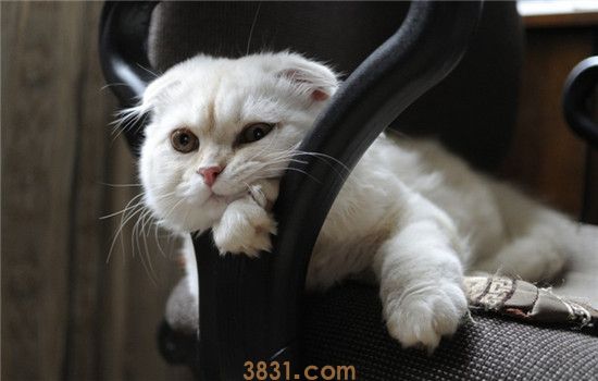 猫不停叫是什么意思 主人一定不能掉以轻心(图2)