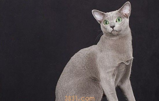 猫需要额外补充微量元素吗 微量元素多重要你不知道吧!(图1)