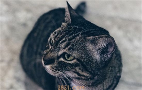 猫咪黑下巴怎么治 轻微的黑下巴可以这样治(图1)