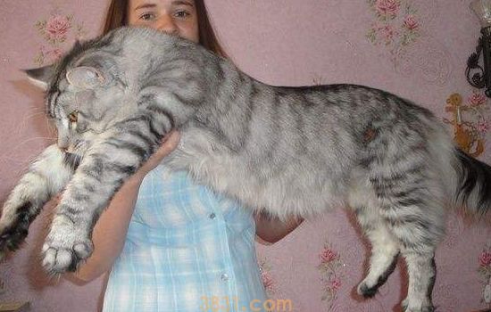 猫什么时候绝育比较好 掌握时机对猫咪健康有益(图1)