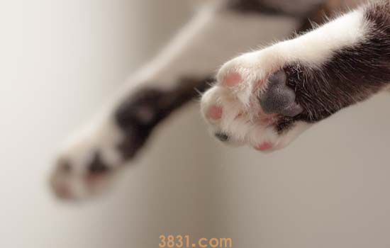猫绝育手术有什么风险吗 细说公猫及母猫的绝育手术前准备(图1)