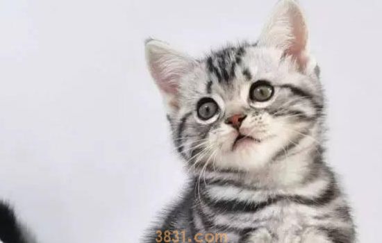 猫生病的征兆 这些征兆你得注意了(图2)