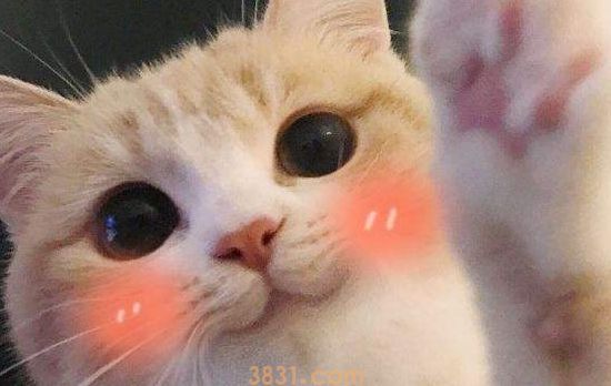 养猫要注意些什么 足够了解猫你才能养好它(图1)