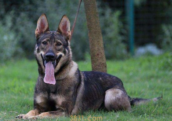 昆明犬几个月开始猛长(图1)